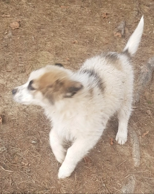 Catel metis ciobanesc spre adoptie - imagine 4