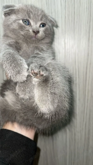 pui scotish fold 7 saptamani