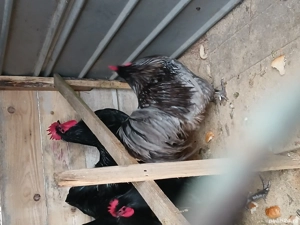 cocoși Australorp  - imagine 2