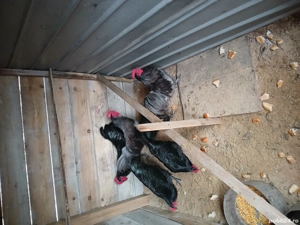 cocoși Australorp  - imagine 3