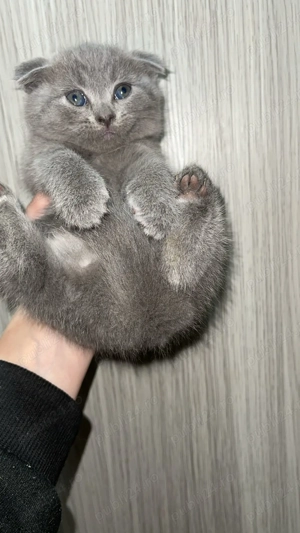 pui scotish fold 7 saptamani - imagine 2