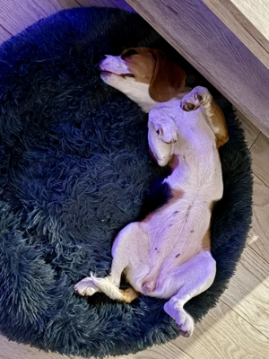 Donez beagle femela 8 luni - imagine 2