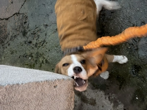 Donez beagle femela 8 luni - imagine 3