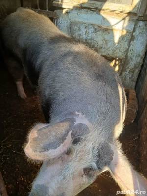 vand porc pentru taiat