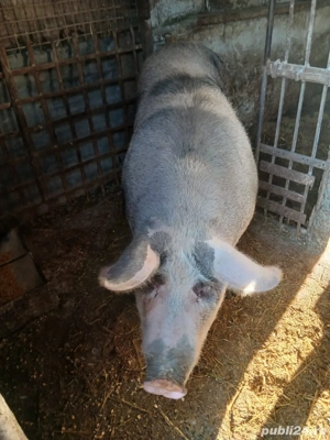 vand porc pentru taiat - imagine 2