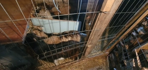 Capre de vanzare - imagine 2