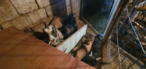 Capre de vanzare - imagine 3