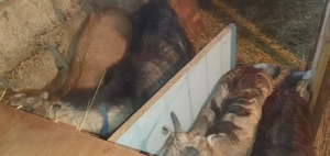 Capre de vanzare - imagine 4