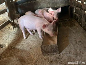 vand purcei de curte  - imagine 4