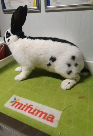 Tineret și maturi fluture german - imagine 5