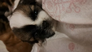 Cateluse shih tzu - imagine 2