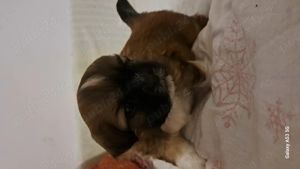 Cateluse shih tzu - imagine 5