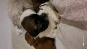 Cateluse shih tzu - imagine 3