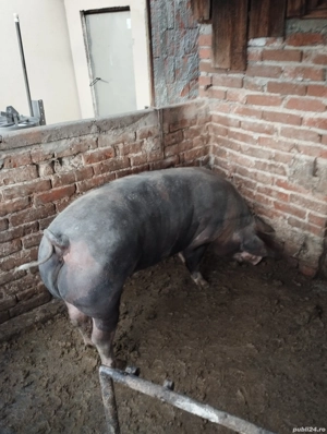 porc de vânzare  - imagine 4