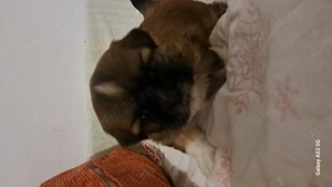 Cateluse shih tzu - imagine 4