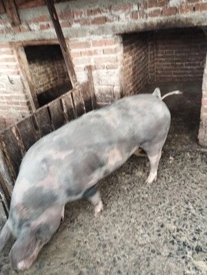 porc de vânzare  - imagine 3