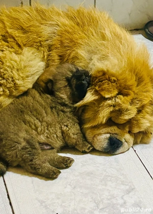 Pui de cățelus Chow Chow  - imagine 2