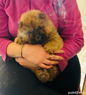 Pui de cățelus Chow Chow  - imagine 3