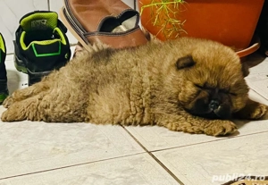Pui de cățelus Chow Chow  - imagine 4