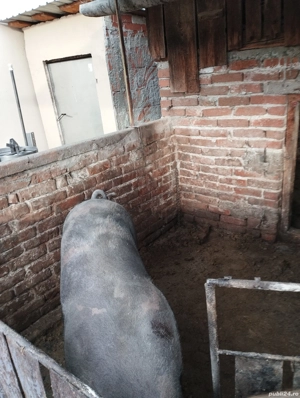 porc de vânzare  - imagine 5