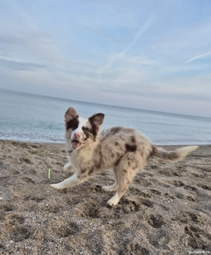 border collie pedigree export  - imagine 5