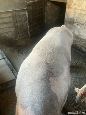 Porc petrean,pentru sacrificat  - imagine 5
