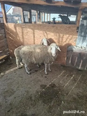 2oi de vânzare si un tap - imagine 2