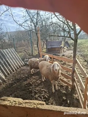 2oi de vânzare si un tap - imagine 3