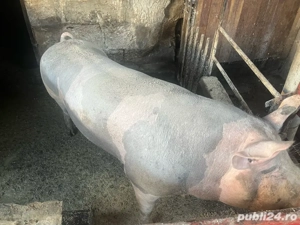 Porc petrean,pentru sacrificat  - imagine 3