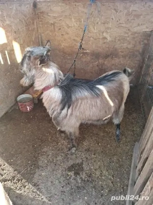 2oi de vânzare si un tap - imagine 4