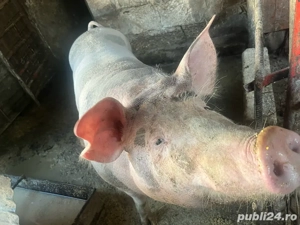 Porc petrean,pentru sacrificat  - imagine 2
