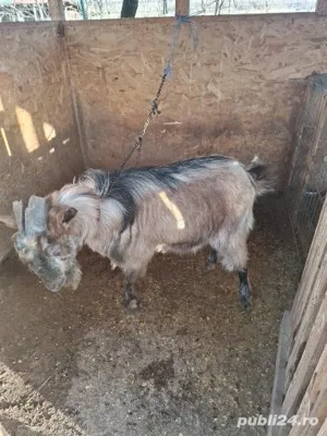 2oi de vânzare si un tap - imagine 5