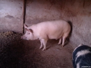 porci de vanzare - imagine 2