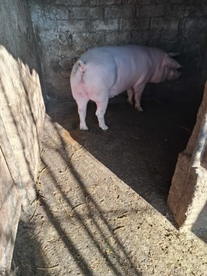 Porc de carne - imagine 2