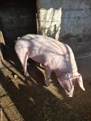 Porc de carne - imagine 4