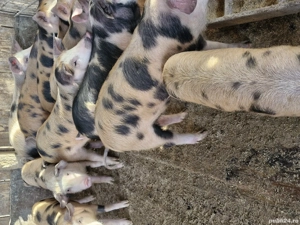 Ofertă la șoldani  - imagine 5