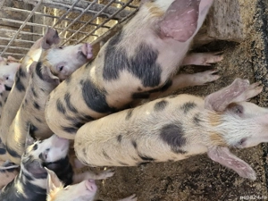 Ofertă la șoldani  - imagine 4