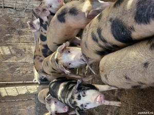 Ofertă la șoldani  - imagine 3