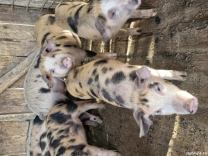 Ofertă la șoldani  - imagine 2