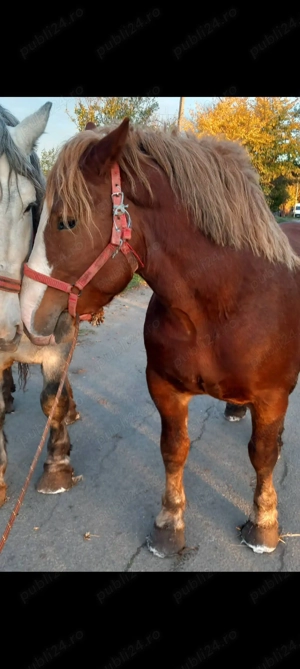 Armasar de vanzare - imagine 3