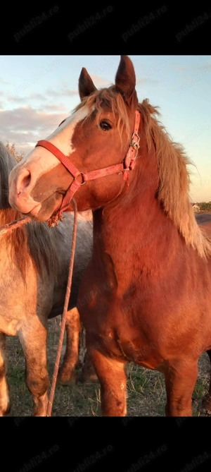 Armasar de vanzare - imagine 2