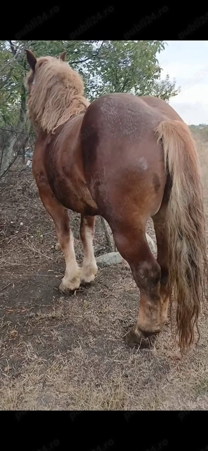 Armasar de vanzare - imagine 4