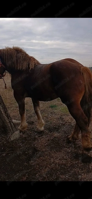 Armasar de vanzare - imagine 5