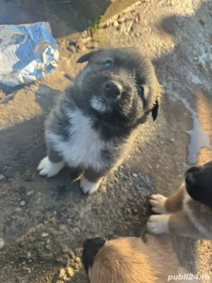 Ciobanesti Adoptie  - imagine 5