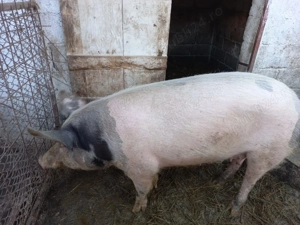 Vand porci crescuti natural - imagine 2