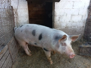 Vand porci crescuti natural - imagine 3