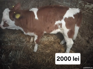 Vând 3 vitele baltate  - imagine 2