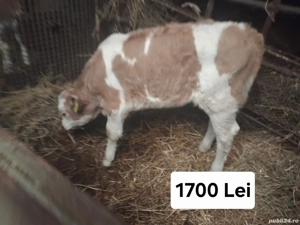 Vând 3 vitele baltate 