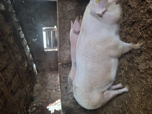 De vanzare,crescuți 100%natural - imagine 2