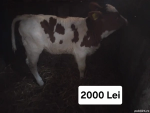 Vând 3 vitele baltate  - imagine 3